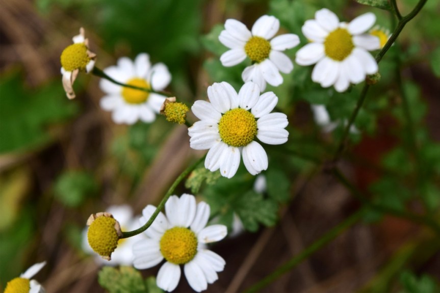 Chamaemelum nobile (L.) All. – Asteraceae&nbsp;(Exótica)