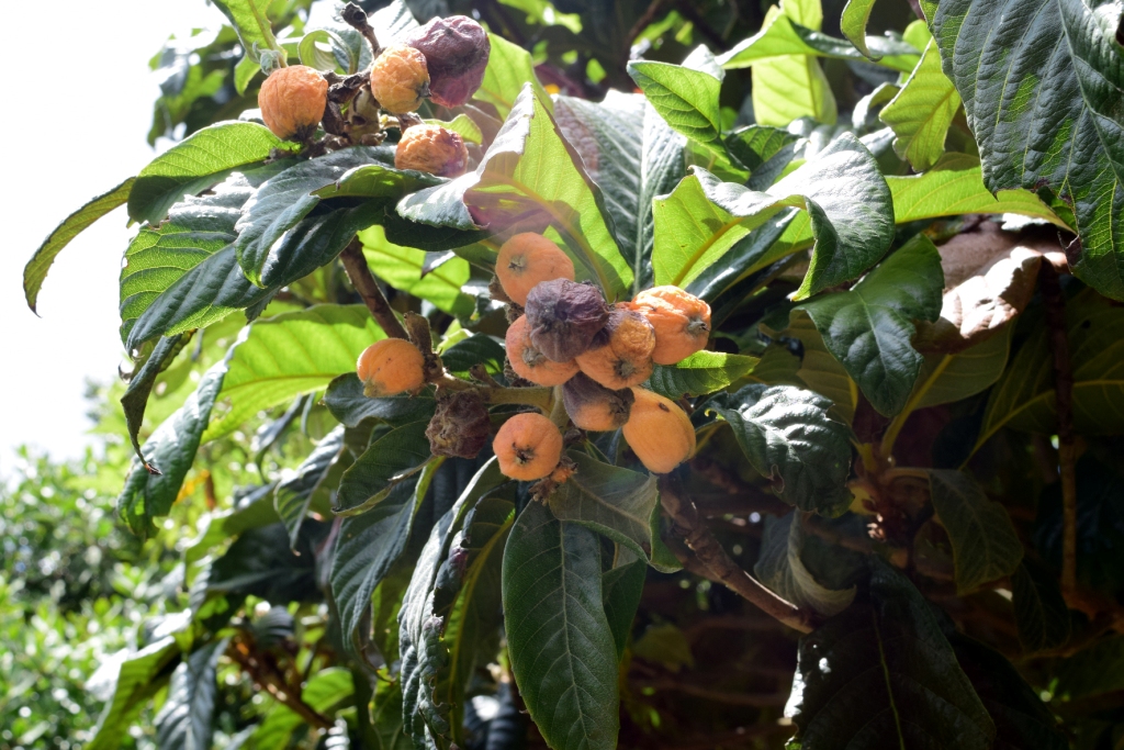 Eriobotrya japonica - Rosaceae