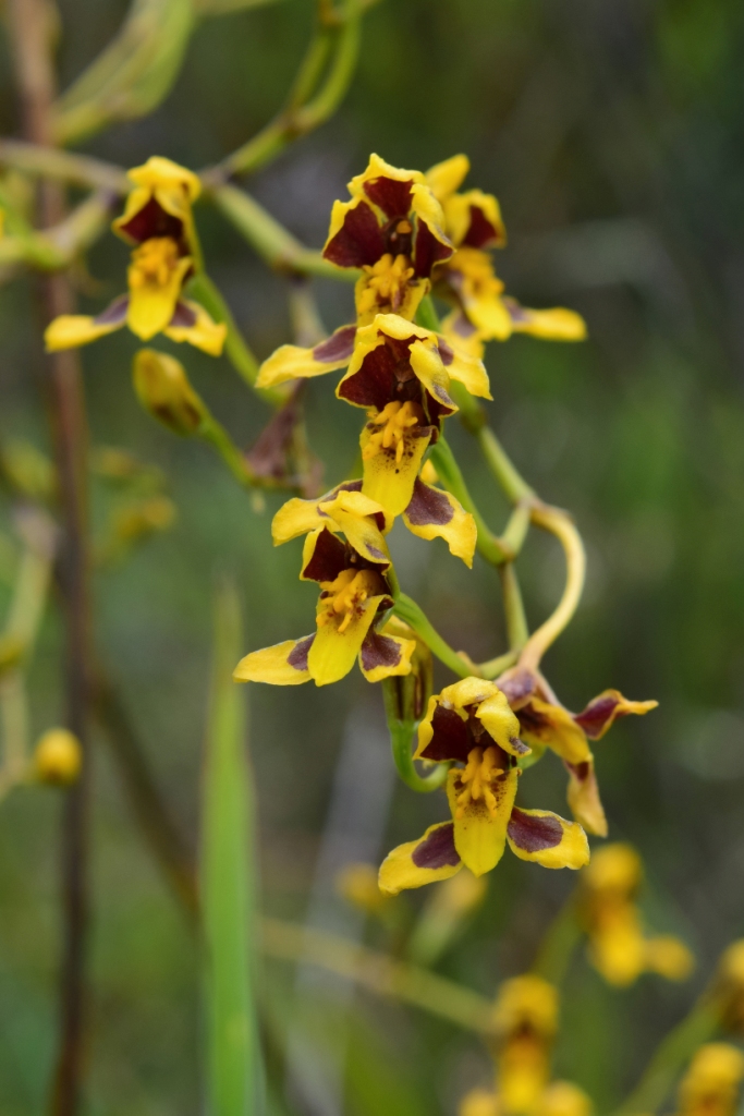 Cyrtochilum densiflorum –&nbsp;Orchidaceae