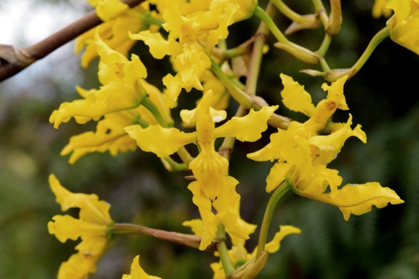 Cyrtochilum revolutum –&nbsp;Orchidaceae