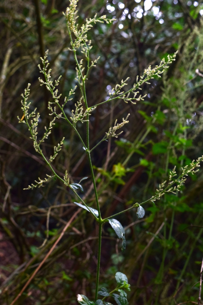 Iresine diffusa Humb. & Bonpl. ex Willd. –&nbsp;Amaranthaceae