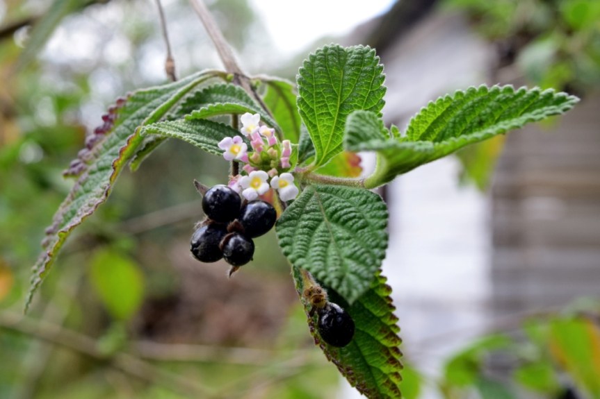 Pronto alivio (Lantana canescens)