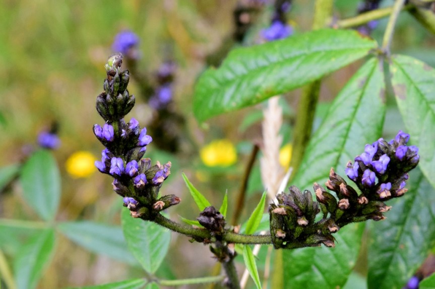 Otholobium mexicanum –&nbsp;Fabaceae