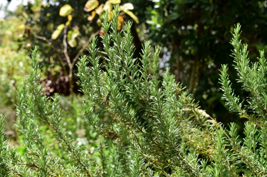 Rosmarinus officinalis - Lamiaceae