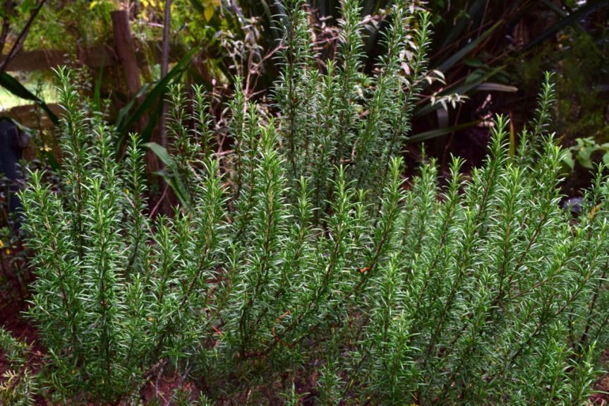 Rosmarinus officinalis – Lamiaceae (Exótica&nbsp;cultivada)