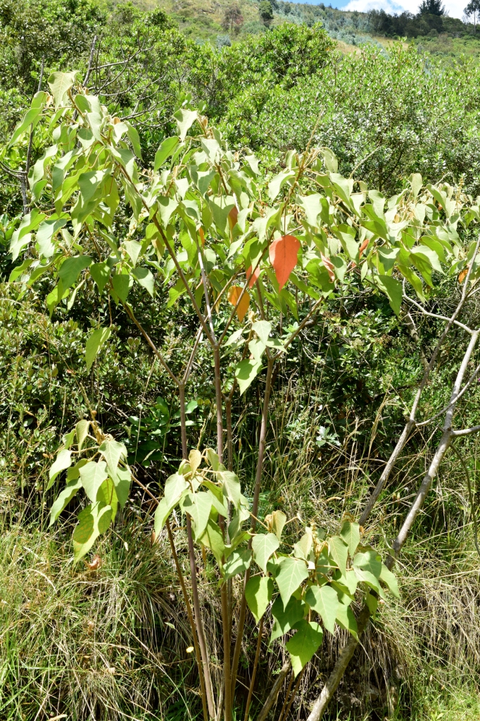 Croton coriaceus –&nbsp;Euphorbiaceae