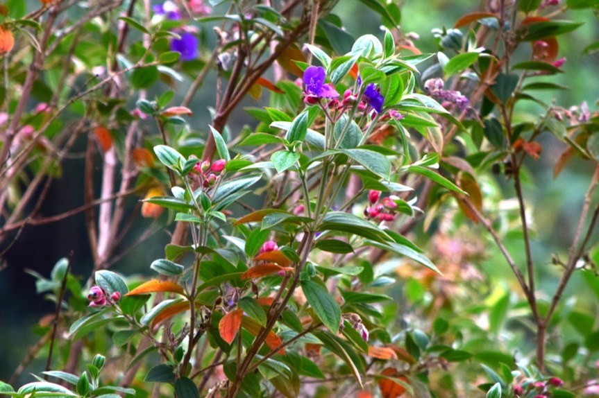 Tibouchina urvilleana – Melastomataceae&nbsp;(Exótica)