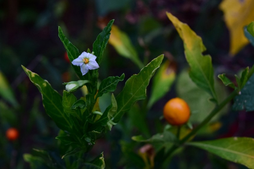 Solanum pseudocapsicum - Solanaceae