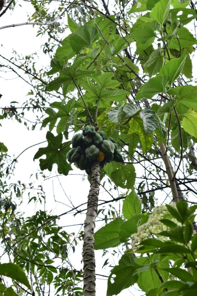 Vasconcellea pubescens - Caricaceae