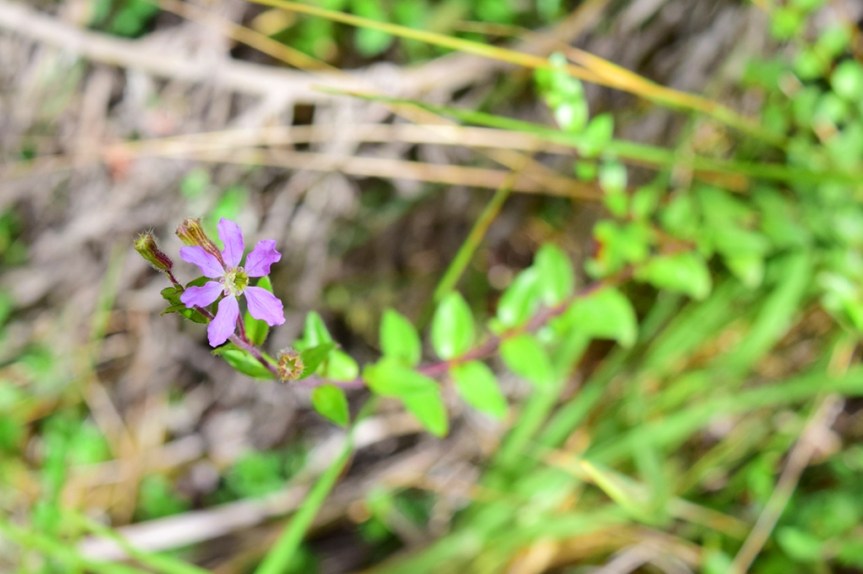 Cuphea racemosa - Lythraceae