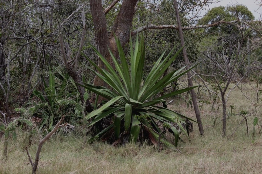 Furcraea cabuya Trel. - Asparagaceae