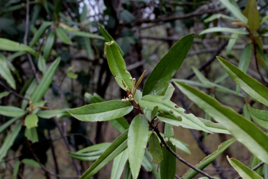 Quadrella ferruginea (L.) Iltis & Cornejo - Capparaceae