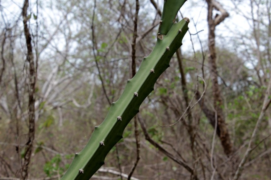 Acanthocereus tetragonus (L.) Hummelinck - Cactaceae