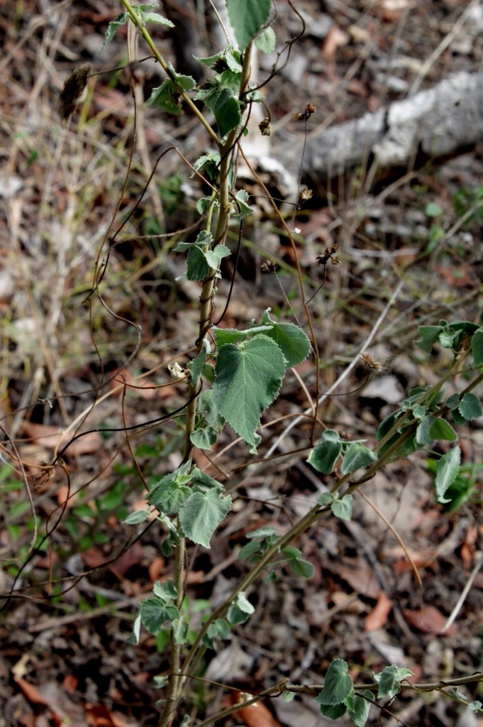 Herissantia crispa (L.) Briz. - Malvaceae