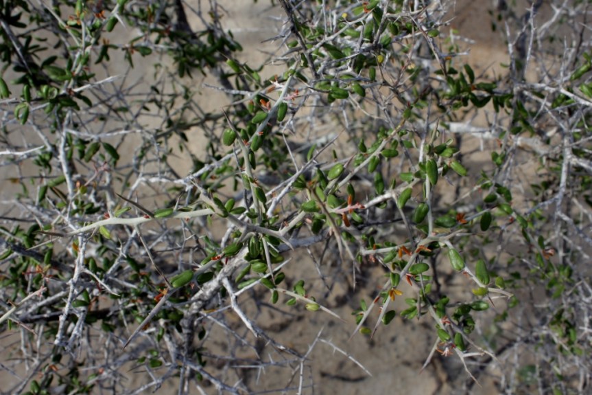 Castela erecta Turpin - Simaroubaceae