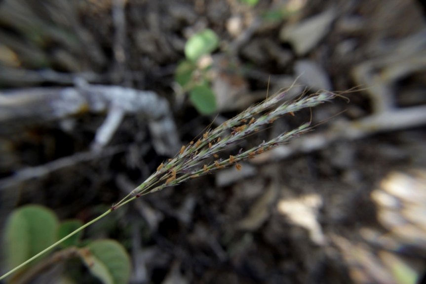 Chloris ciliata Sw. - Poaceae