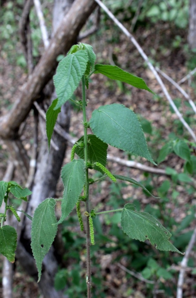 Acalypha cuspidata Jacq. - Euphorbiaceae