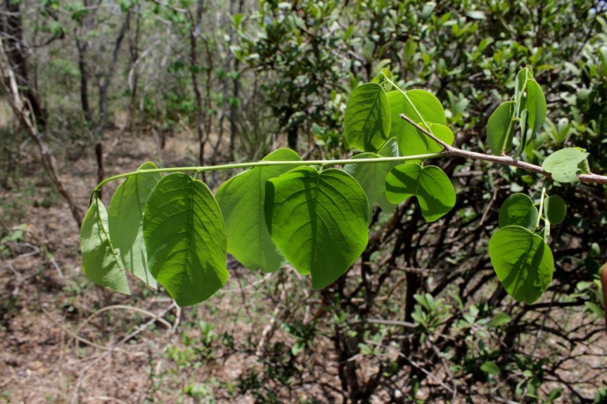 Phyllanthus botryanthus Müll.Arg. - Phyllanthaceae