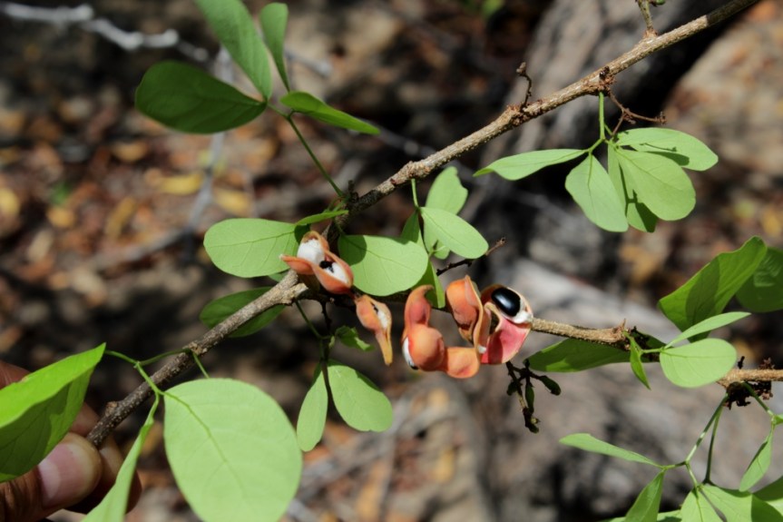 Pithecellobium dulce (Roxb.)Benth. - Fabaceae
