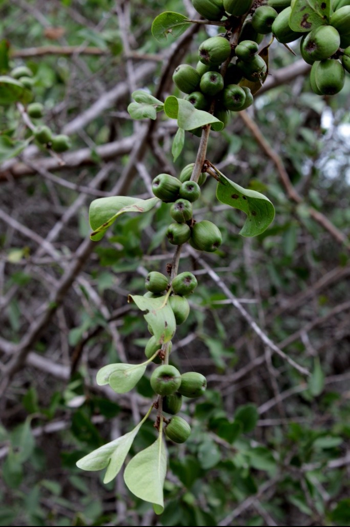Sideroxylon obtusifolium (Roem. &amp; Schult.) T.D.Penn. - Sapotaceae