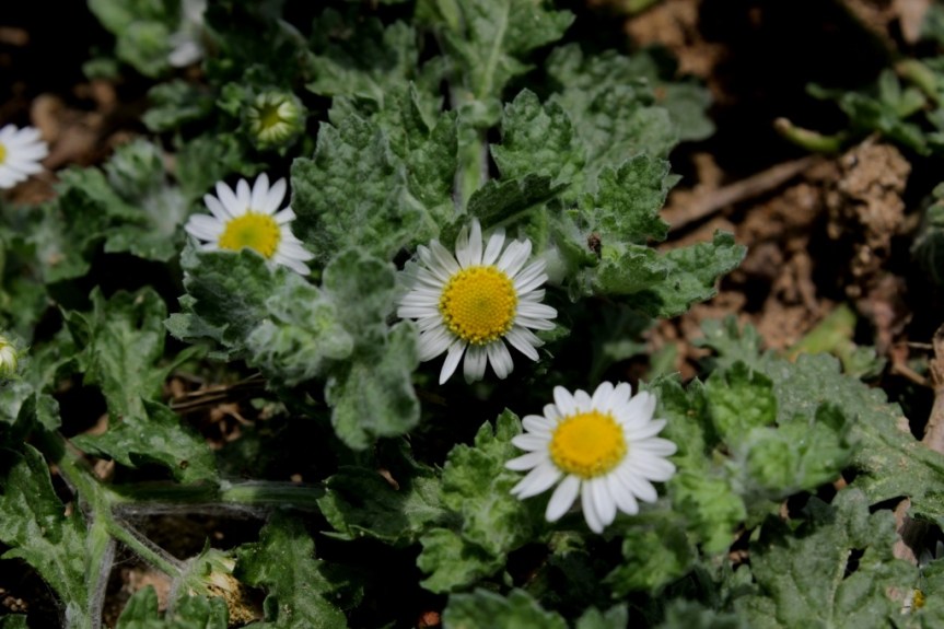Egletes prostrata (Sw.) Kuntze - Asteraceae
