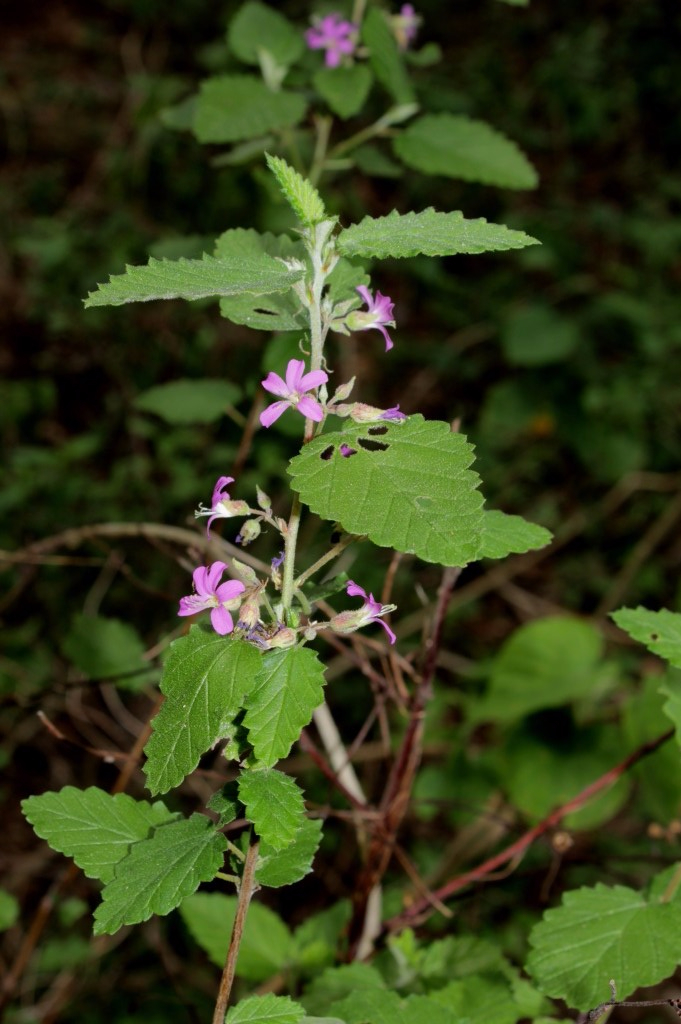 Melochia tomentosa L. - Malvaceae