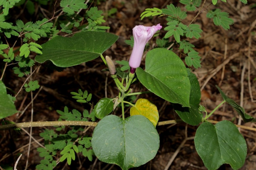 Ipomoea carnea Jacq. - Convolvulaceae