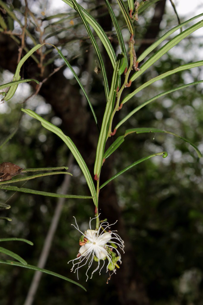 Cynophalla linearis (Jacq.) J.Presl - Capparaceae