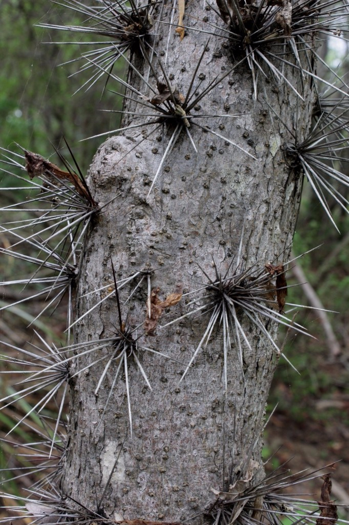 Pereskia guamacho F.A.C.Weber - Cactaceae