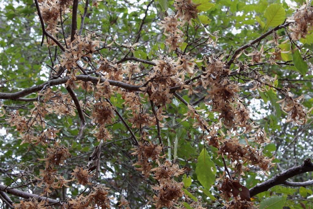 Ruprechtia ramiflora (Jacq.) C.A.Mey. - Polygonaceae