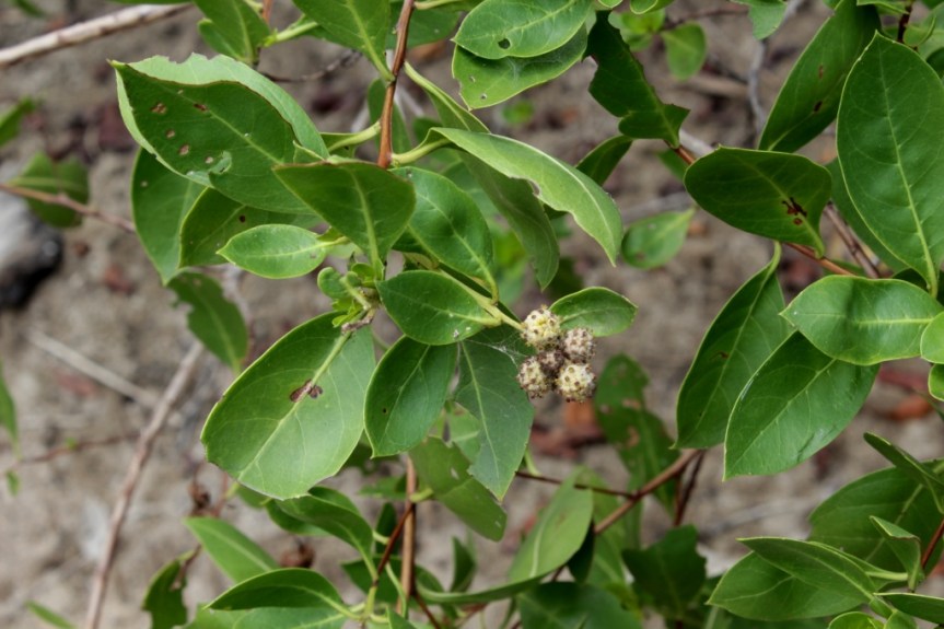 Conocarpus erectus L. - Combretaceae