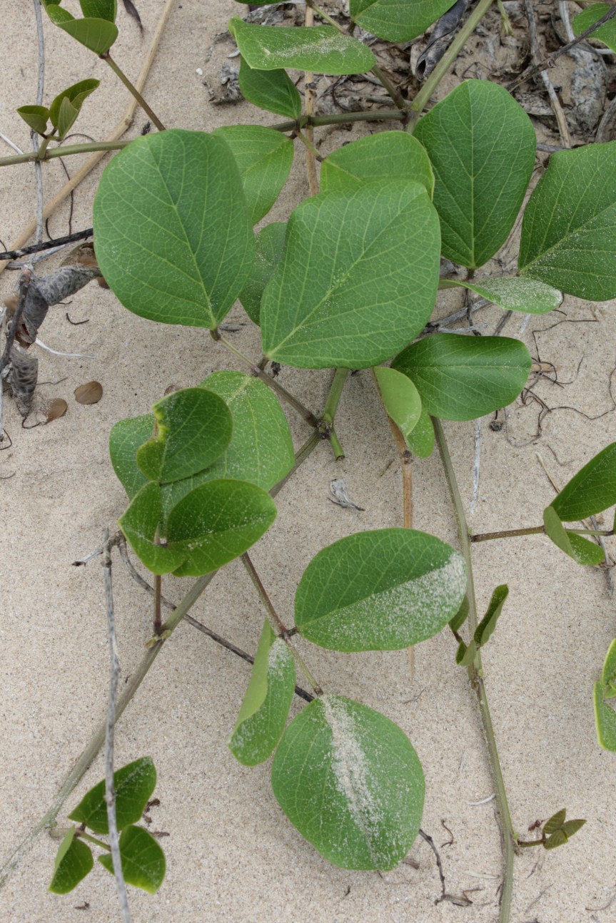 Canavalia rosea (Sw.)DC. - Fabaceae