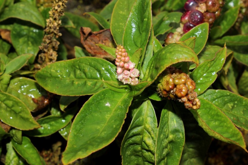 Phytolacca bogotensis Kunth - Phytolaccaceae