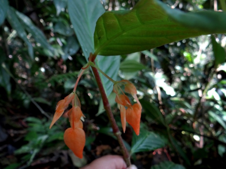 Begonia cuatrecasasiana L.B.Sm. &amp; B.G.Schub. - Begoniaceae (Endémica)