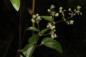 Usaquén, Cerros de Torca.