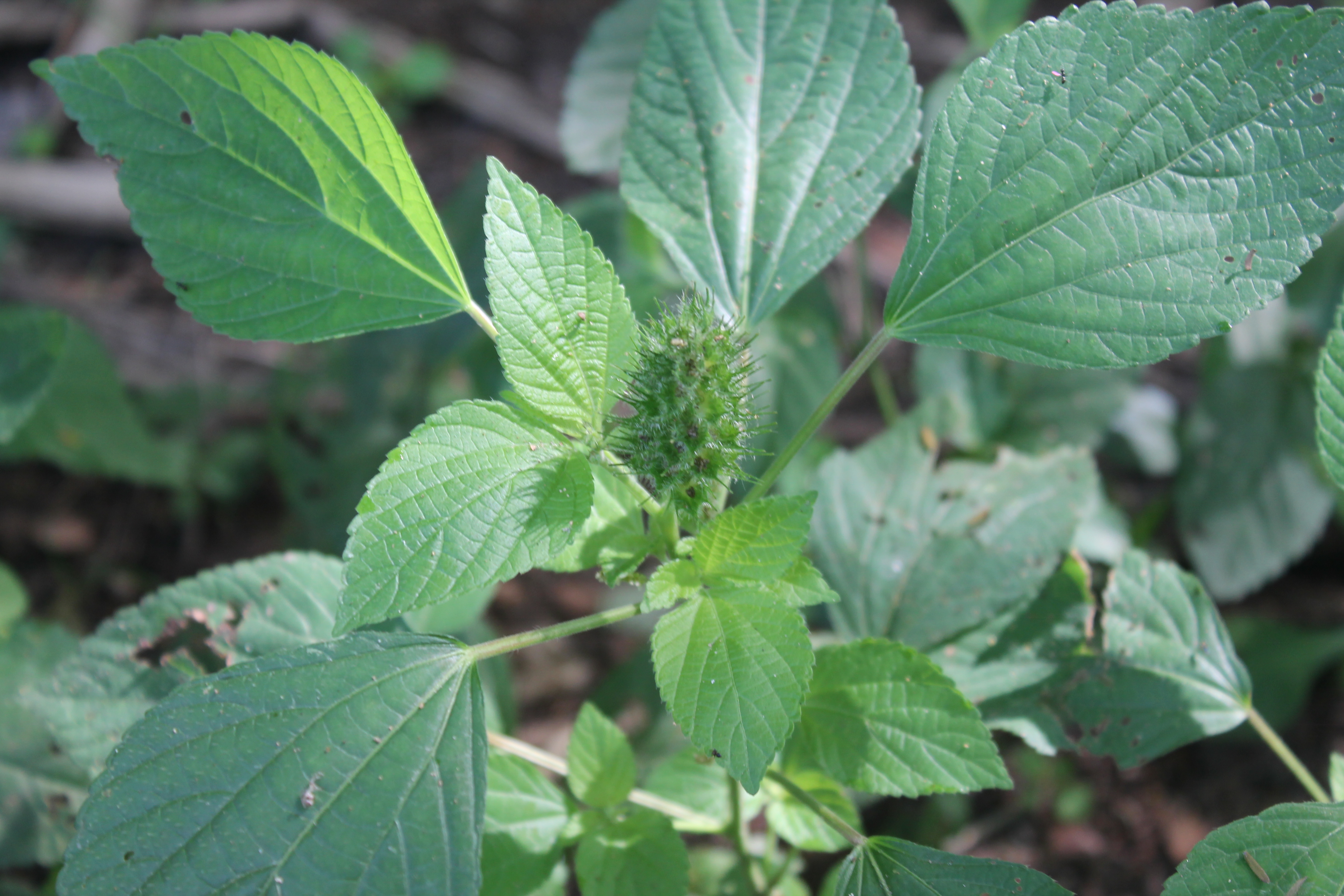 Acalypha arvensis Euphorbiaceae