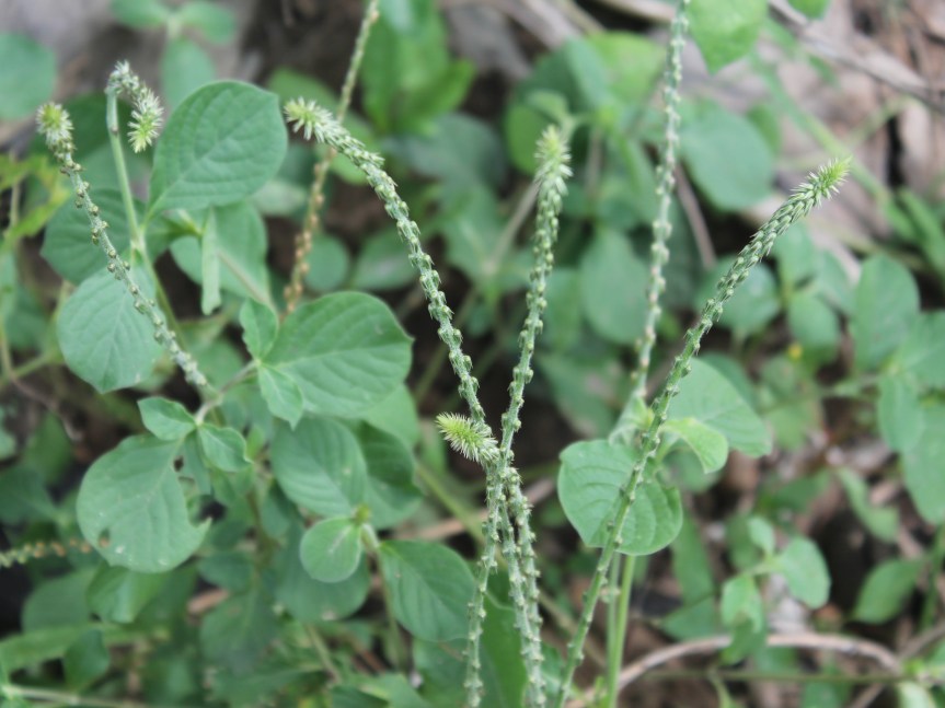 Achyranthes aspera (Amaranthaceae)