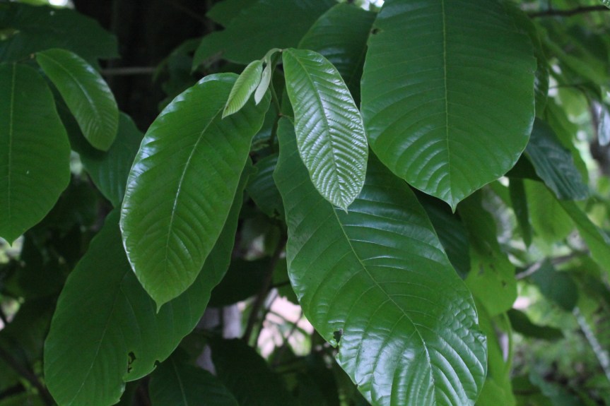 Annona purpurea Dunal –&nbsp;Annonaceae