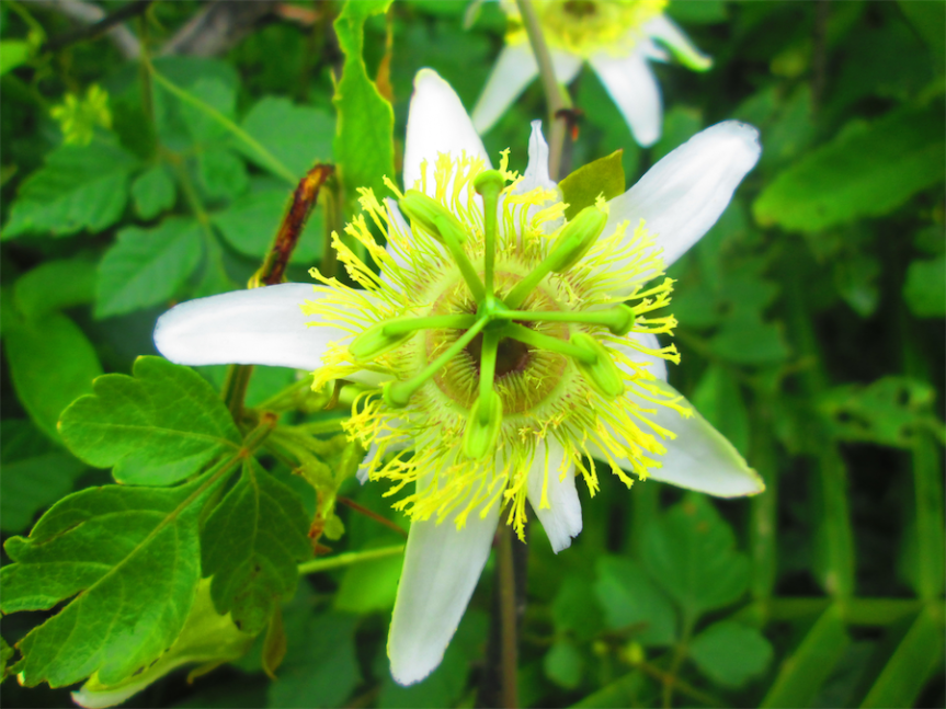 Passiflora bicornis Mill. –&nbsp;Passifloraceae