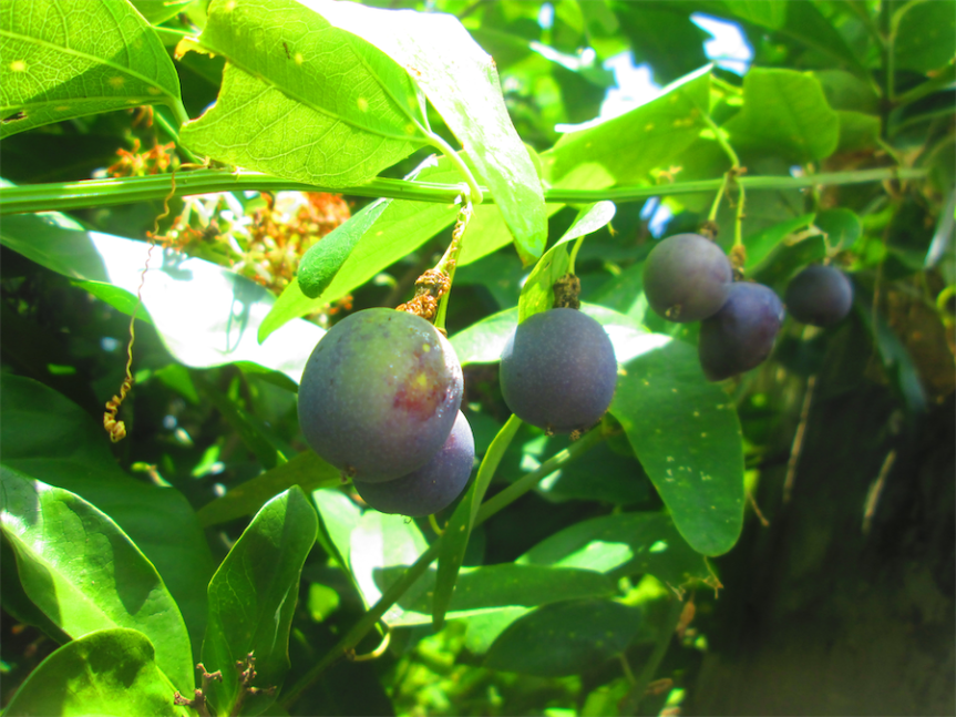 Passiflora biflora Lam. –&nbsp;Passifloraceae