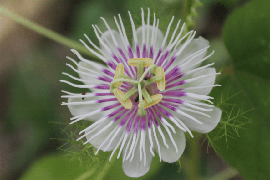 Passiflora foetida L. –&nbsp;Passifloraceae