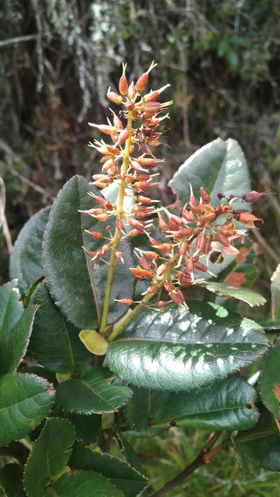Weinmannia macrophylla Kunth - Cunoniaceae

Ramas, hojas, inflorescencias