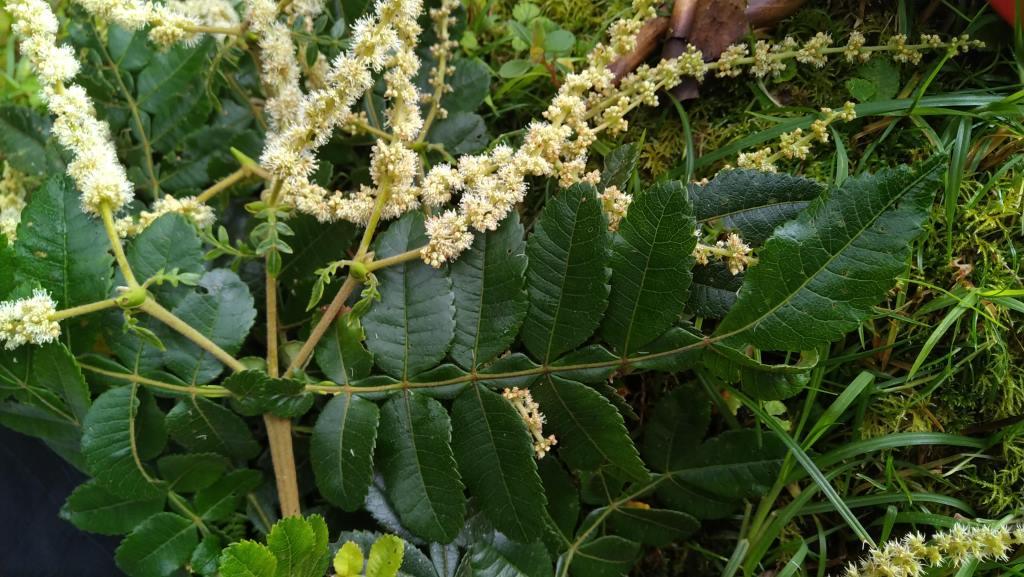 Hojas, Inflorescencia