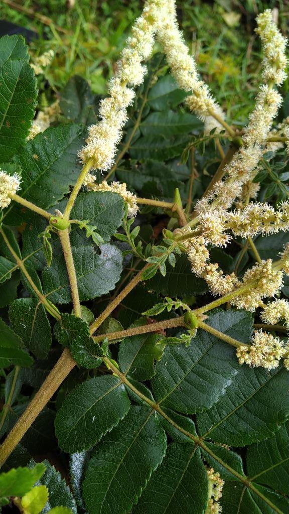 Hojas, Inflorescencia