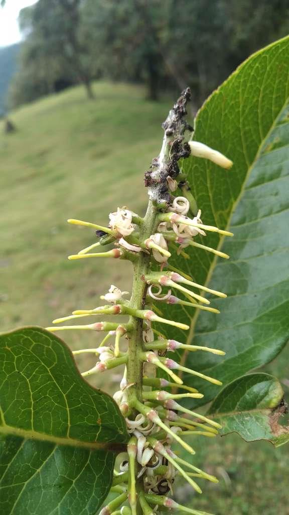 Hojas, Flores, Frutos