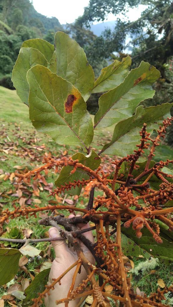 Hojas, Infrutescencia 